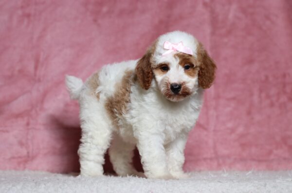 3611bbLouise-Mini-Poodle-Puppy-The-Puppy-Lodge-scaled.jpg