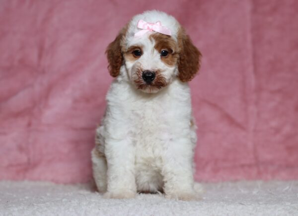 3611bbbLouise-Mini-Poodle-Puppy-The-Puppy-Lodge-scaled.jpg
