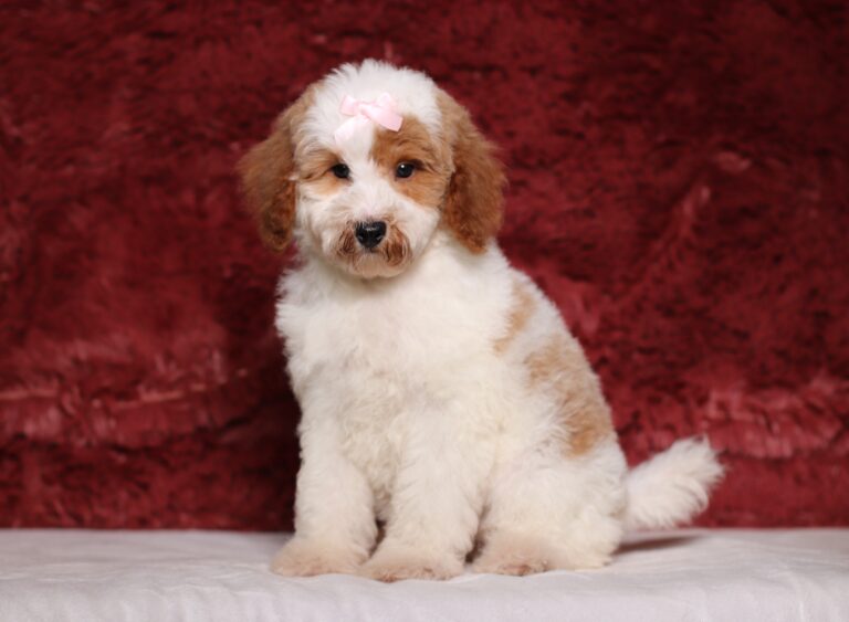3611cLouise-Mini-Poodle-Puppy-The-Puppy-Lodge-scaled.jpg