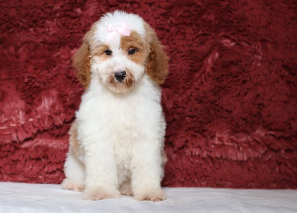 3611ccLouise-Mini-Poodle-Puppy-The-Puppy-Lodge-scaled.jpg