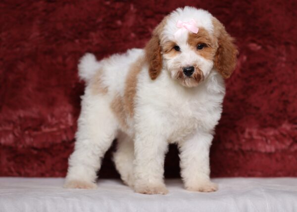 3611cccLouise-Mini-Poodle-Puppy-The-Puppy-Lodge-scaled.jpg
