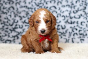 3612aaa-Luther-Mini-Poodle-Puppy-The-Puppy-Lodge-scaled.jpg