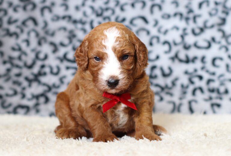 3612aaa-Luther-Mini-Poodle-Puppy-The-Puppy-Lodge-scaled.jpg