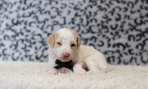 3615a-Edgar-Mini-Poodle-Puppy-The-Puppy-Lodge-scaled.jpg