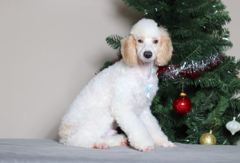 3615a-Edgar-mini-poodle-_The-Puppy-Lodge-scaled.jpg