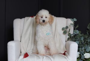 3615aaaEdgar the mini poodle-the puppy lodge