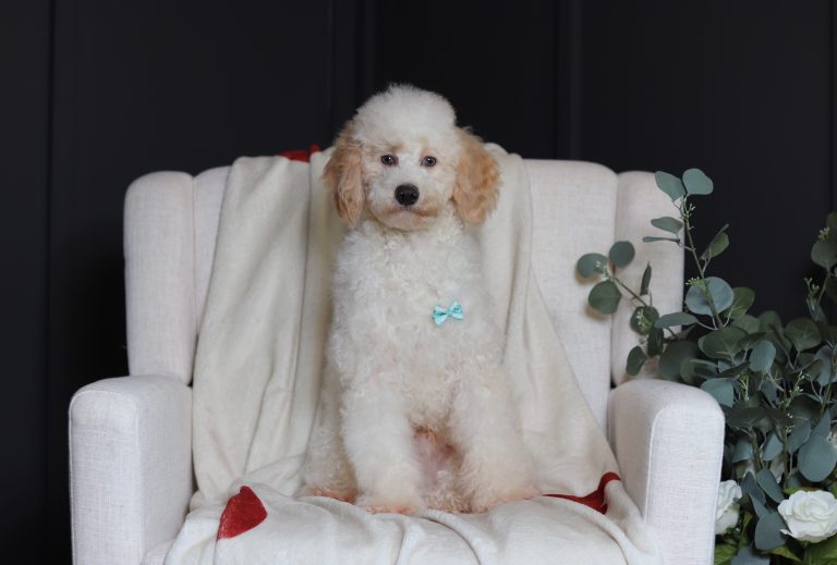 3615aaaEdgar the mini poodle-the puppy lodge