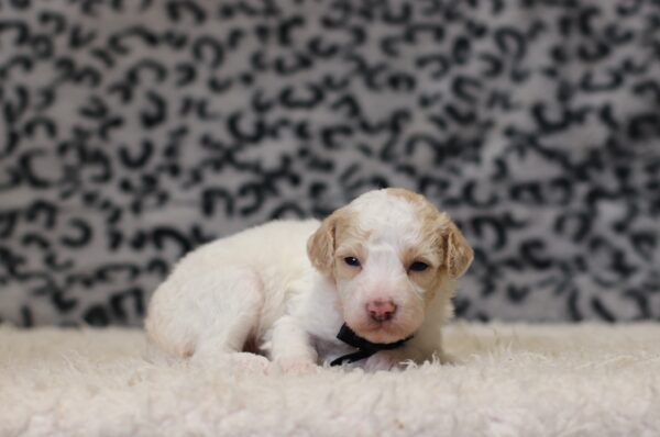 3615aa-Edgar-Mini-Poodle-Puppy-The-Puppy-Lodge-scaled.jpg