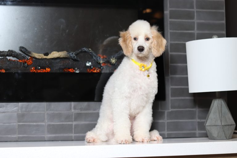 3615aaEdgar the mini poodle-the puppy lodge