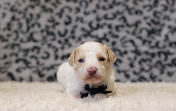 3615aaa Edgar-Mini Poodle Puppy-The Puppy Lodge.JPG
