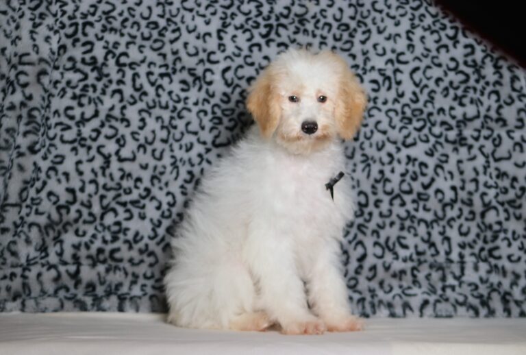 3615aaa-Edgar-Mini-Poodle-puppy-The-puppy-Lodge-1-scaled.jpg