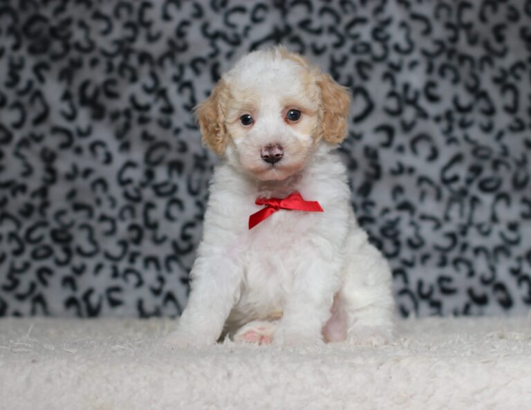 3615b-Edgar-Mini-Poodle-Puppy-The-Puppy-Lodge-scaled.jpg