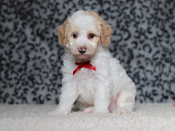 3615bb-Edgar-Mini-Poodle-Puppy-The-Puppy-Lodge-scaled.jpg