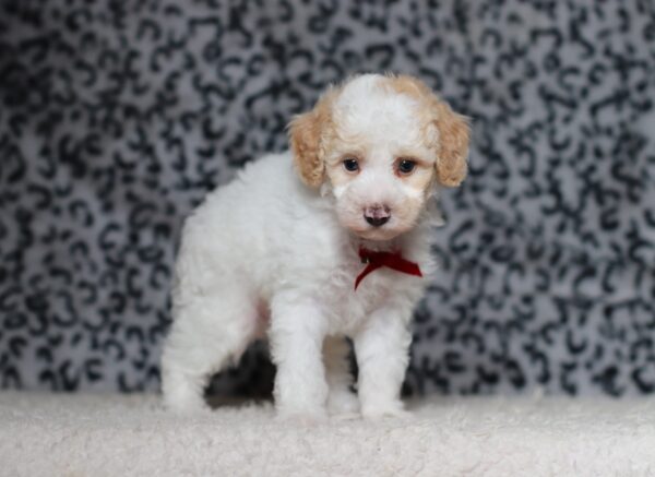 3615bbb Edgar-Mini Poodle Puppy-The Puppy Lodge.JPG
