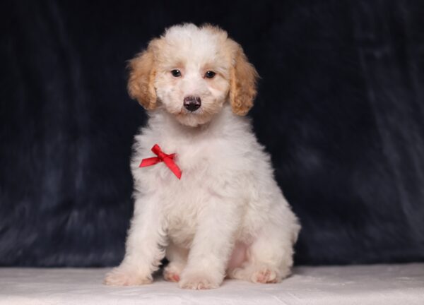 3615cEdgar-Mini-Poodle-Puppy-The-Puppy-Lodge-scaled.jpg