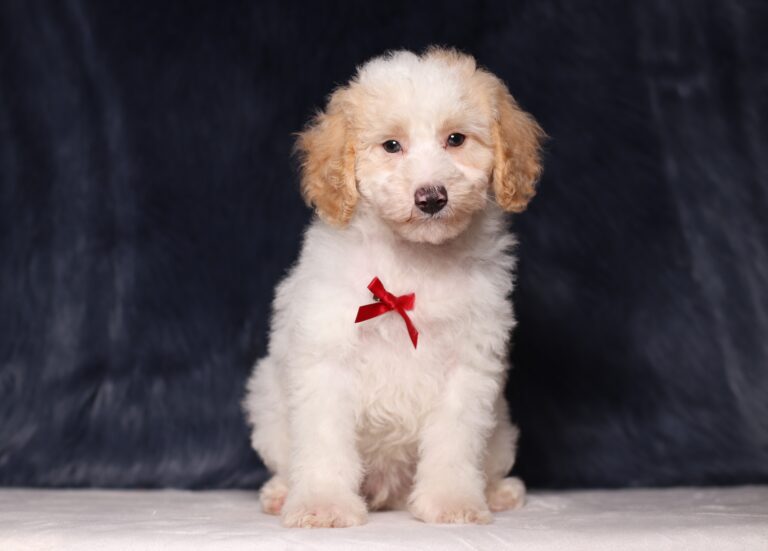 3615ccEdgar-Mini-Poodle-Puppy-The-Puppy-Lodge-scaled.jpg