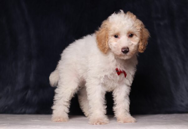 3615cccEdgar-Mini-Poodle-Puppy-The-Puppy-Lodge-scaled.jpg