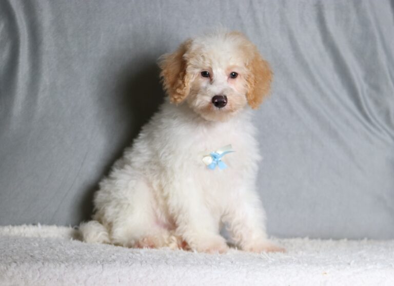 3615d-Edgar-Mini-Poodle-Puppy-The-Puppy-Lodge-scaled.jpg