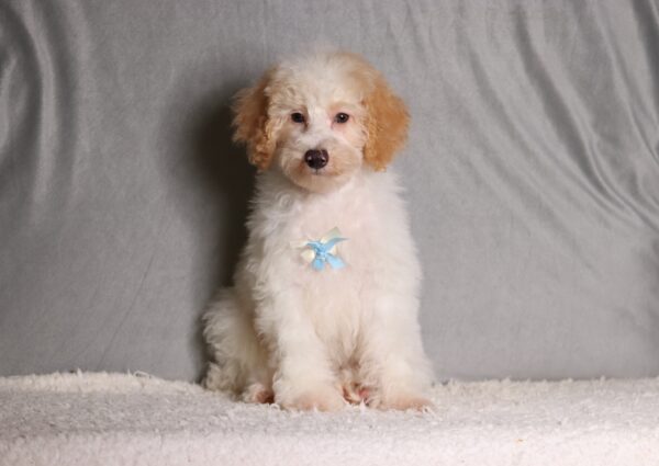 3615dd-Edgar-Mini-Poodle-Puppy-The-Puppy-Lodge-scaled.jpg
