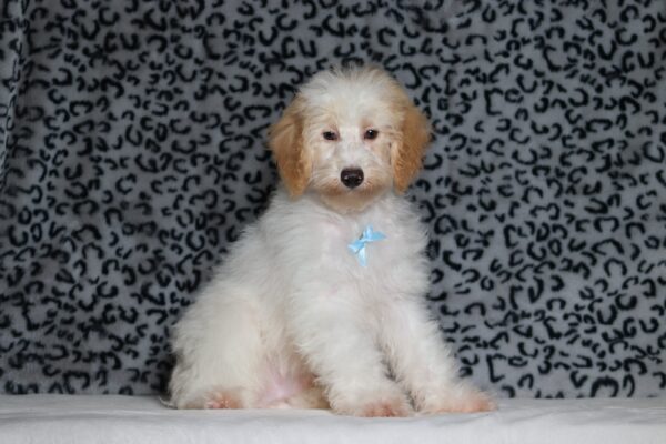 3615e-Edgar-Mini-Poodle-Puppy-The-Puppy-Lodge-scaled.jpg
