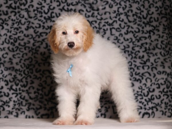 3615ee-Edgar-Mini-Poodle-Puppy-The-Puppy-Lodge-scaled.jpg