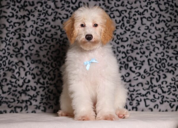 3615eee-Edgar-Mini-Poodle-Puppy-The-Puppy-Lodge-scaled.jpg