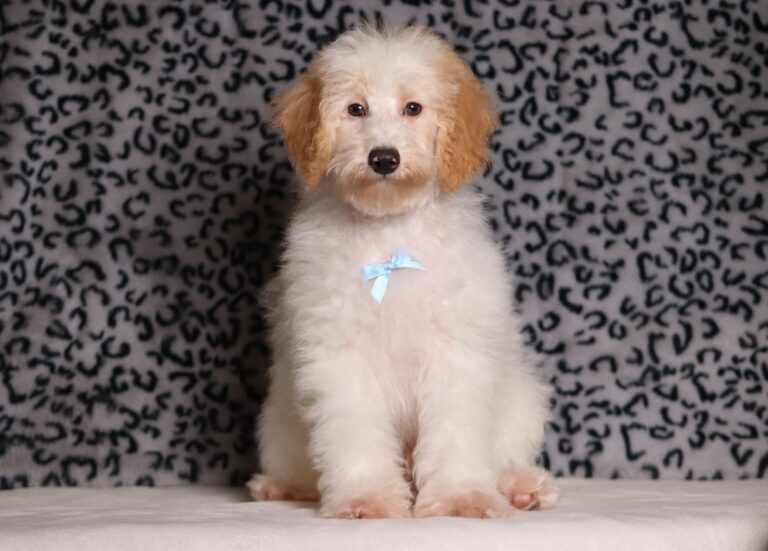 3615eee-Edgar-Mini-Poodle-Puppy-The-Puppy-Lodge-scaled.jpg