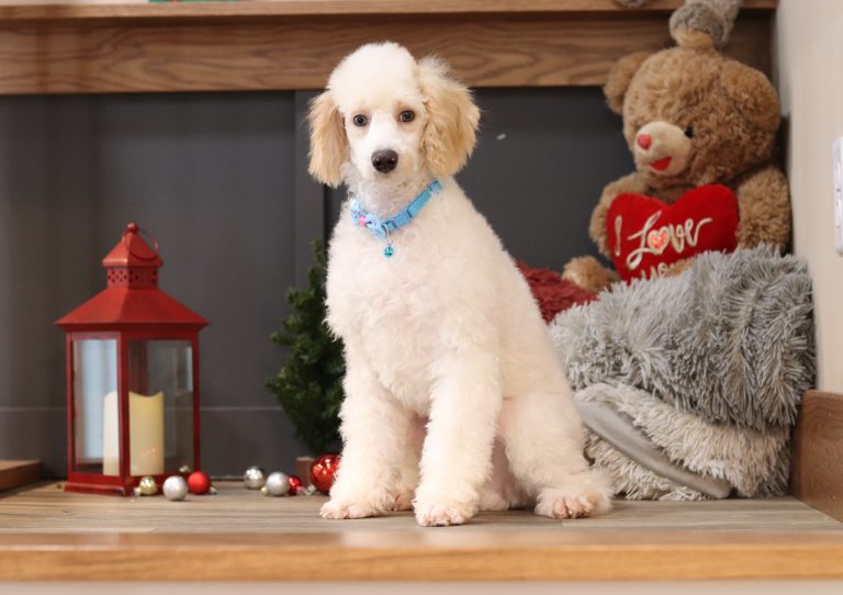 3615pEdgar the mini poodle-the puppy lodge