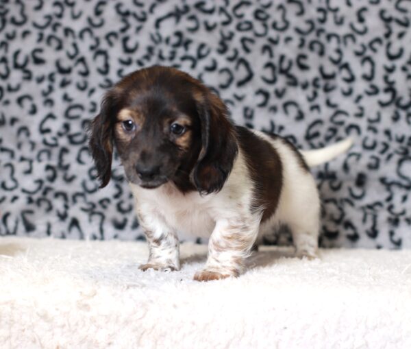 4493ccBenny-dachshund-puppy-The-Puppy-Lodge-scaled.jp