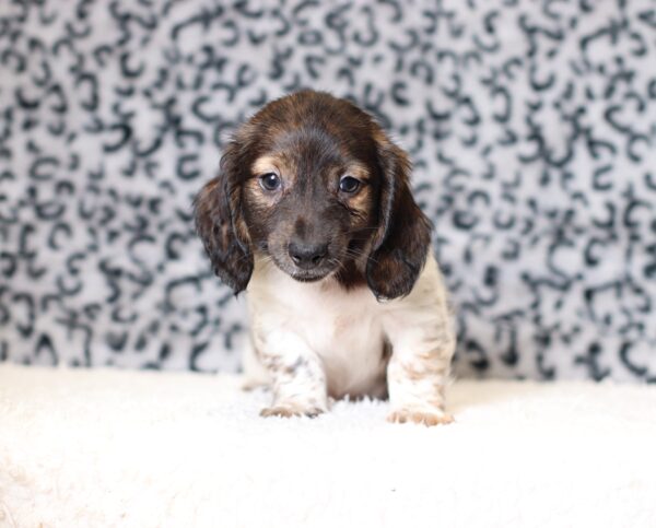 4493cccBenny-dachshund-puppy-The-Puppy-Lodge-scaled.jpg