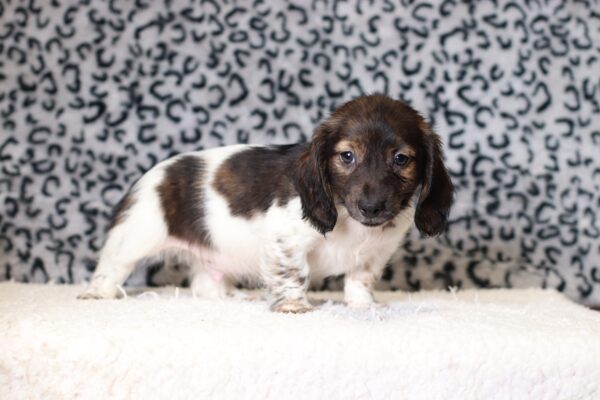 4493ccccBenny-dachshund puppy -The Puppy Lodge.JPG