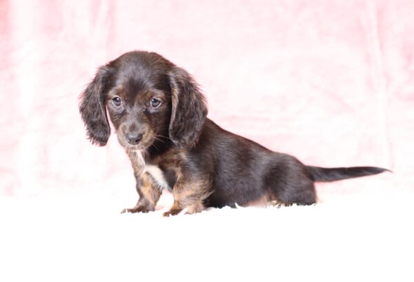 6108cc-Beany-Dachshund-puppy-The-Puppy-Lodge-scaled.jpg