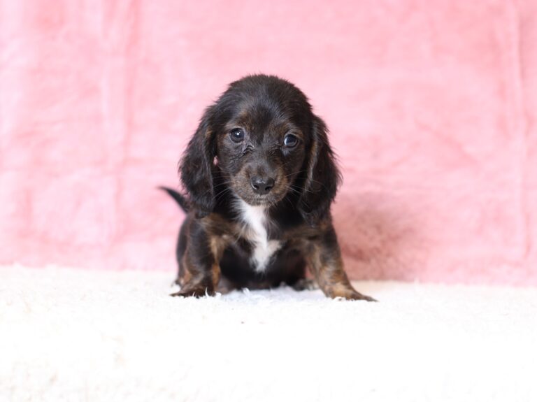 6108cccc-Beany-Dachshund-puppy-The-Puppy-Lodge-scaled.jpg