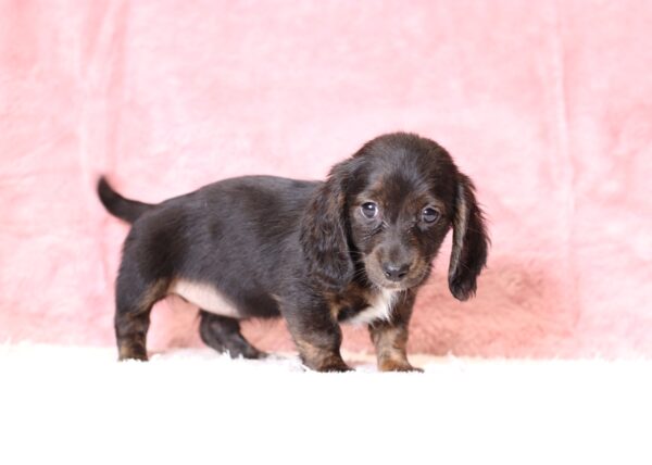 6108ccccc Beany Dachshund puppy-The Puppy Lodge.JPG