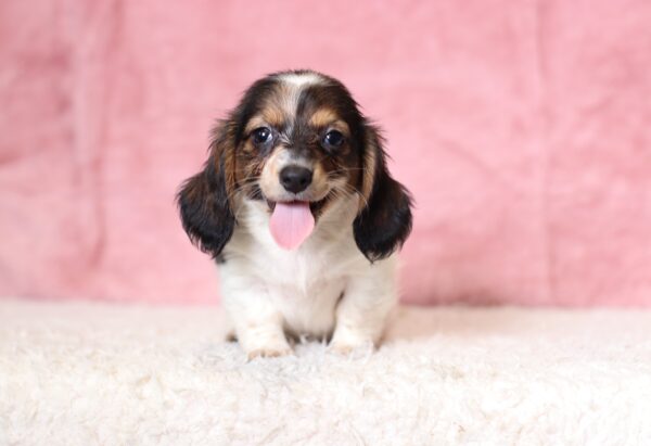 6124c-Bubbles-dachshund-puppy-The-Puppy-Lodge-scaled.jpg