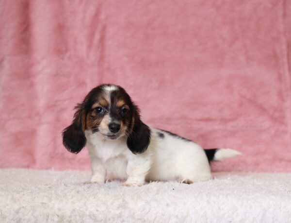 6124cc-Bubbles-dachshund-puppy-The-Puppy-Lodge-scaled.jpg