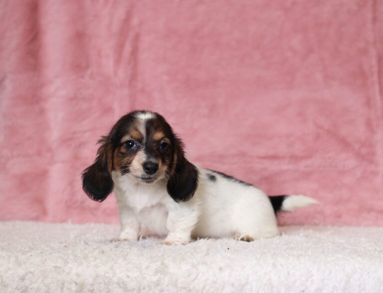 6124cc-Bubbles-dachshund-puppy-The-Puppy-Lodge-scaled.jpg