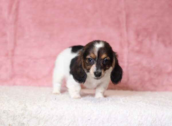 6124ccc-Bubbles-dachshund-puppy-The-Puppy-Lodge-scaled.jpg