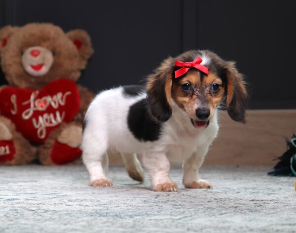 6124ddBubbles-dachshund-puppy-The-Puppy-Lodge-scaled.jpg
