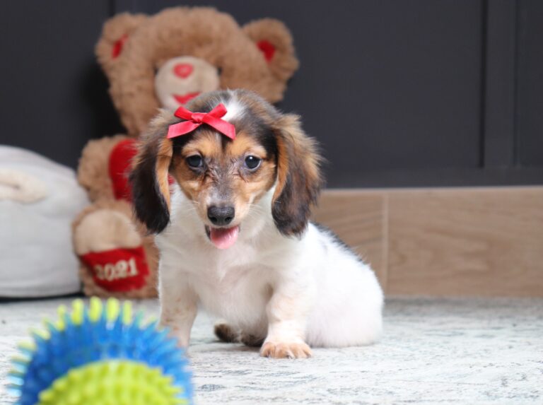 6124dddBubbles-dachshund puppy -The Puppy Lodge.JPG