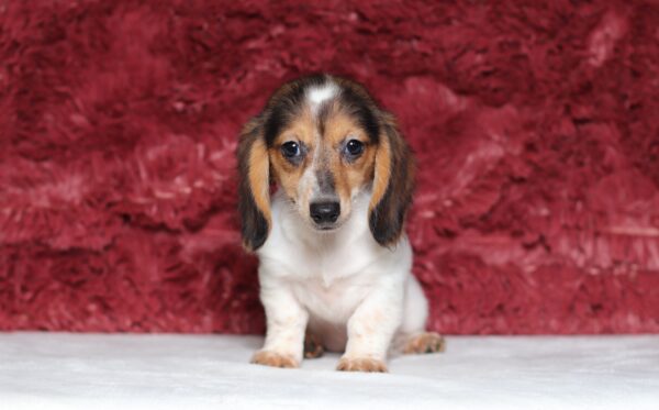 6124e-Bubbles-dachshund-puppy-The-Puppy-Lodge-scaled.jpg