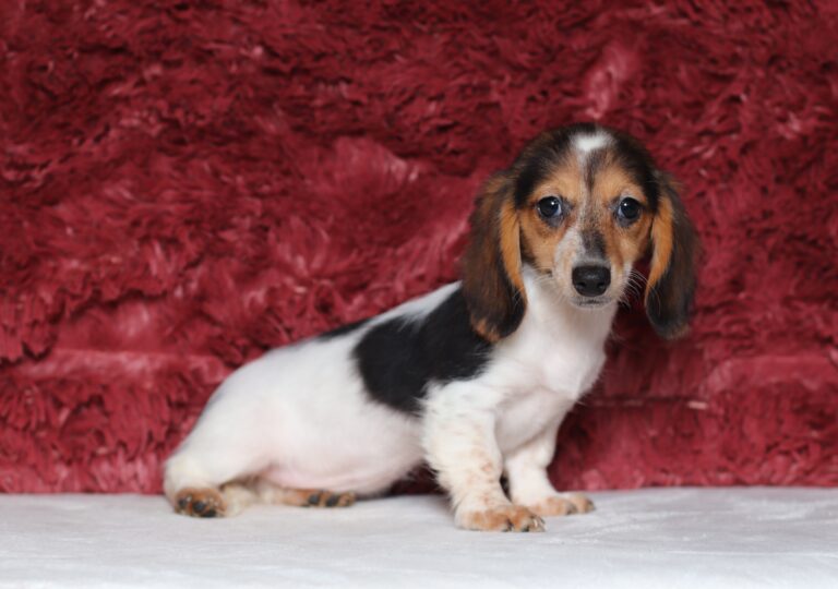 6124ee-Bubbles-dachshund-puppy-The-Puppy-Lodge-scaled.jpg