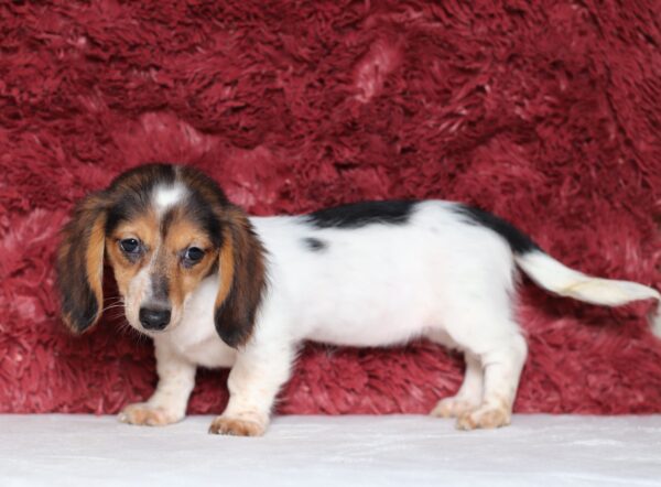 6124eee-Bubbles-dachshund-puppy-The-Puppy-Lodge-scaled.jpg