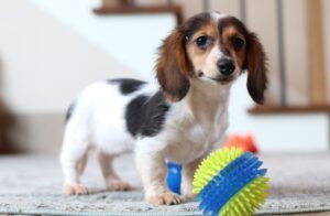 6124rrr-Bubbles-dachshund-puppy-The-Puppy-Lodge-scaled.jpg