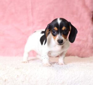 6129c-Belle-dachshund-puppy-The-Puppy-Lodge-scaled.jpg