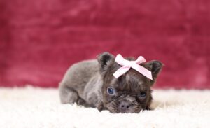 7781aa Adora-Fluffy Frenchie Puppy-The Puppy Lodge.JPG