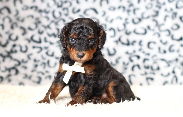 7789aaa-Conrad-Mini-Poodle-Puppy-The-Puppy-Lodge-scaled.jpg