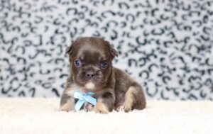 7790a-Arlo-Fluffy-Frenchie-Puppy-The-Puppy-Lodge-scaled.jpg