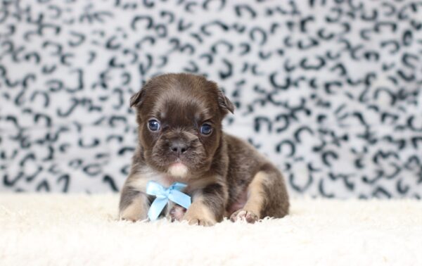 7790a-Arlo-Fluffy-Frenchie-Puppy-The-Puppy-Lodge-scaled.jpg