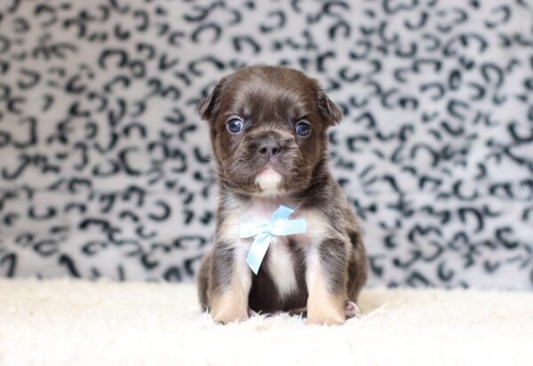 7790aa-Arlo-Fluffy-Frenchie-Puppy-The-Puppy-Lodge-scaled.jpg